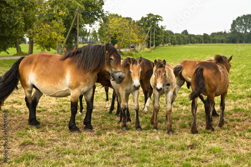 Herde, Pferde, Fohlen, Stute, auf dem Land, auf der Weide © DK_DD