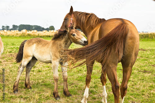 Pferde, Stute mit Fohlen, Liebe, Land, Natur, Tiere