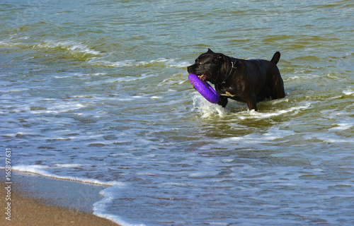Rottweiler dog in the water on the beach playing with a toy in the form of a ring