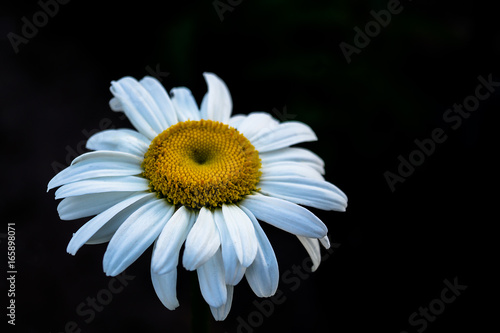 Chamomile on a black background