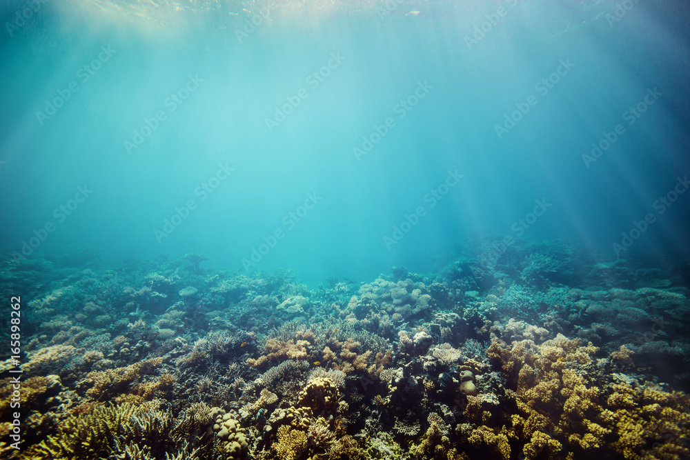 Obraz premium Underwater coral reef on the red sea