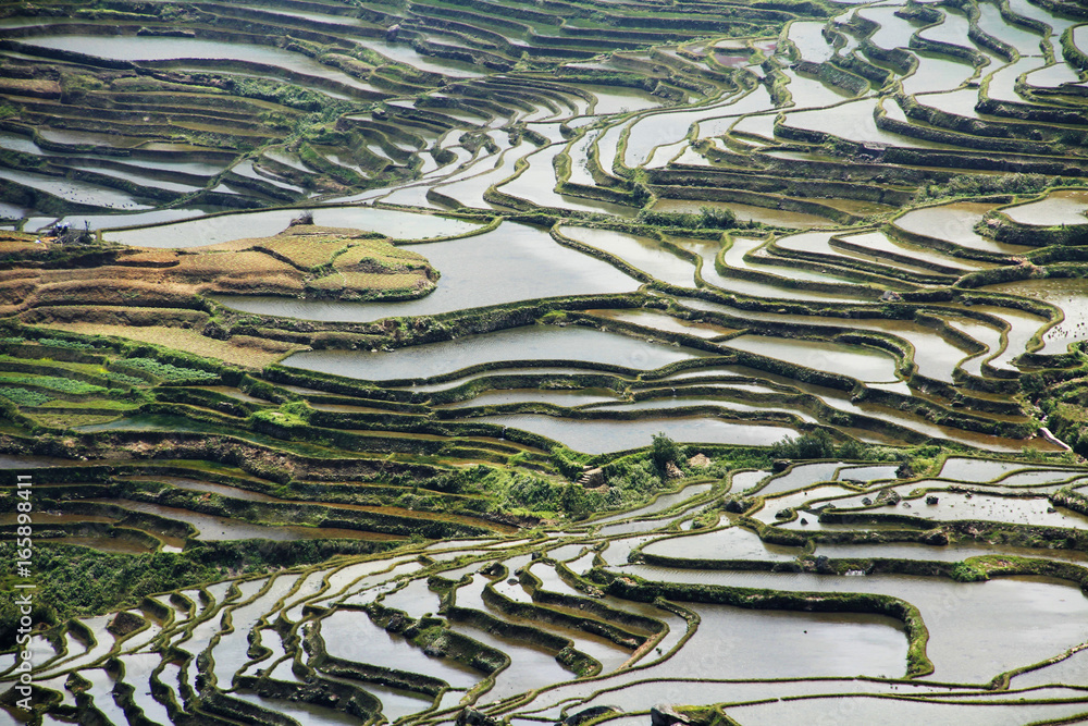 Fototapeta premium Rice terraces China
