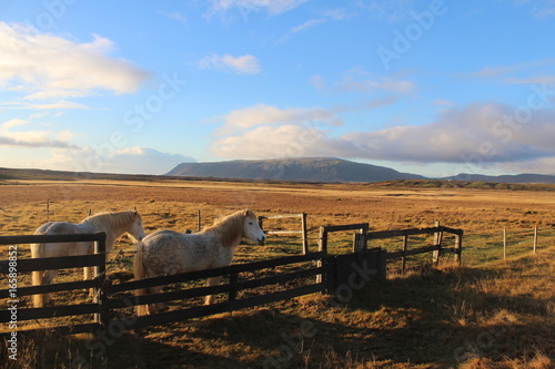 chevaux