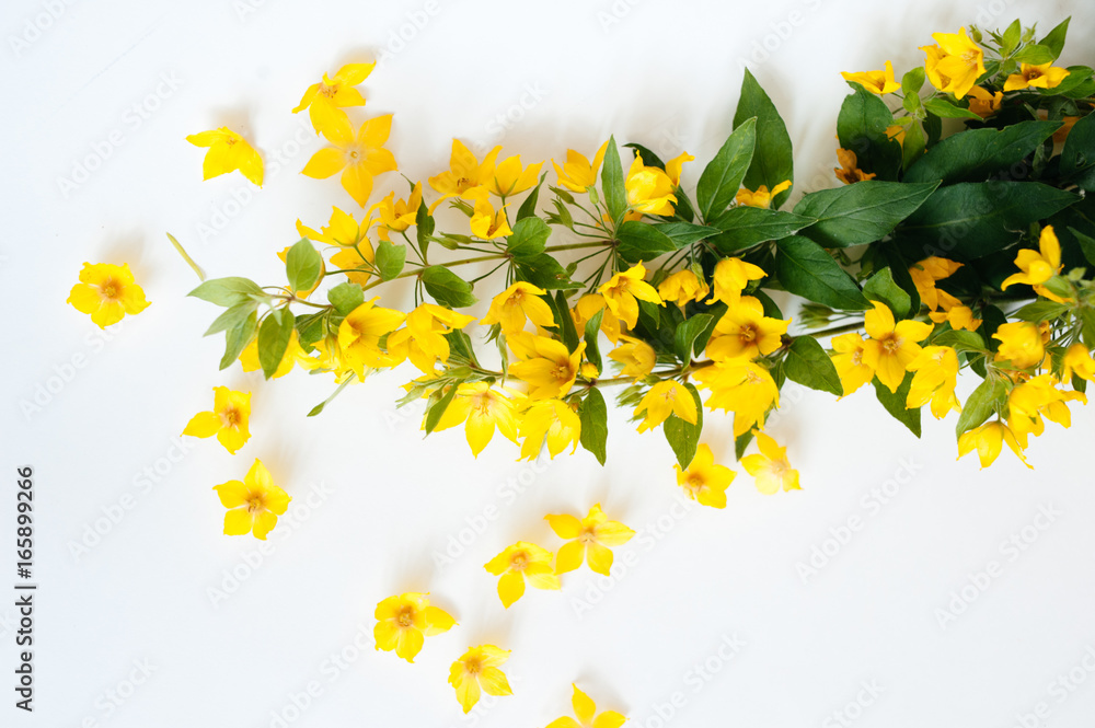 Yellow flowers lie on a white background