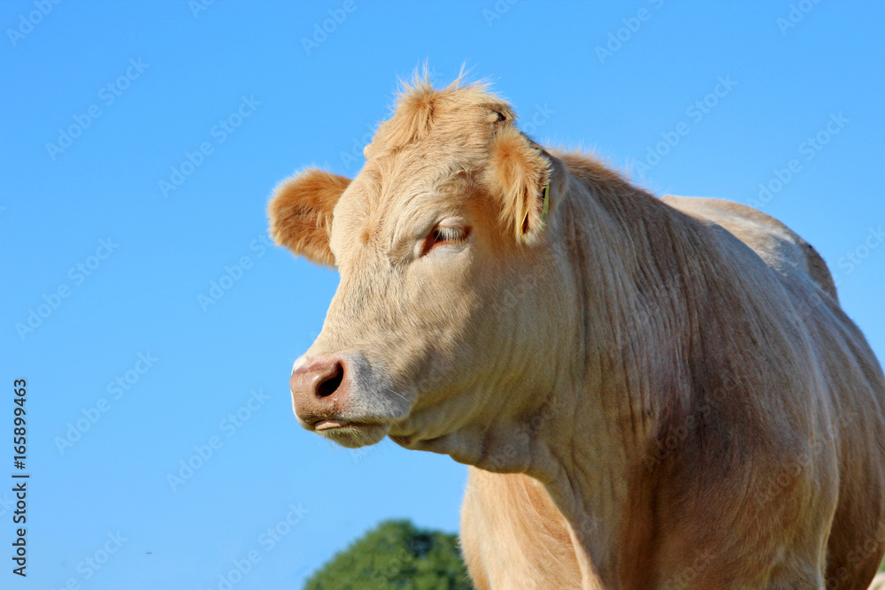 Portrait of brown cow against blue sky, Ireland Portrait of brown cow against blue sky, Ireland