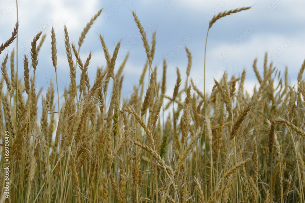 Wheat Wheat