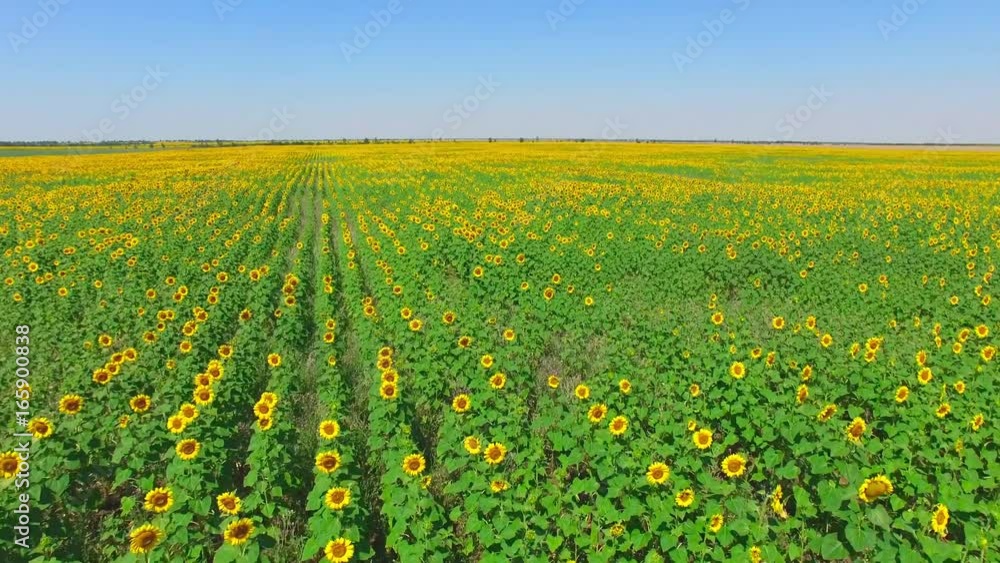 Fields of sunflowers, aerial video / Flight over fields of sunflowers, aerial video Fields of sunflowers, aerial video / Flight over fields of sunflowers, aerial video