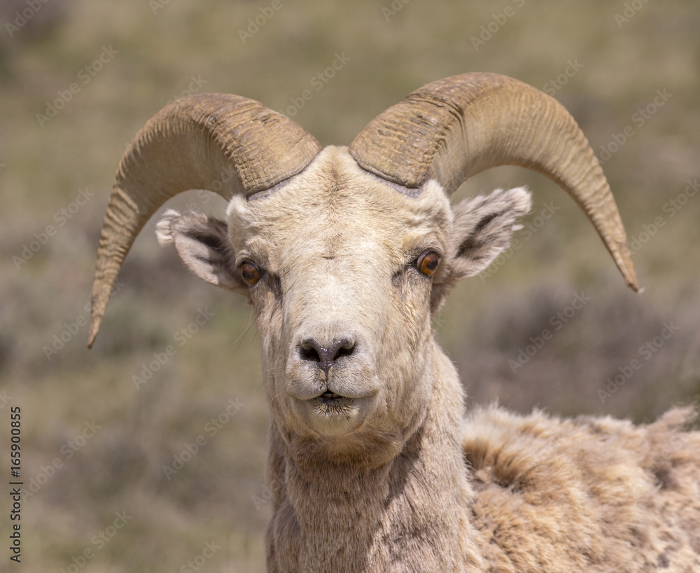 Bighorn sheep ram looking directly at viewer