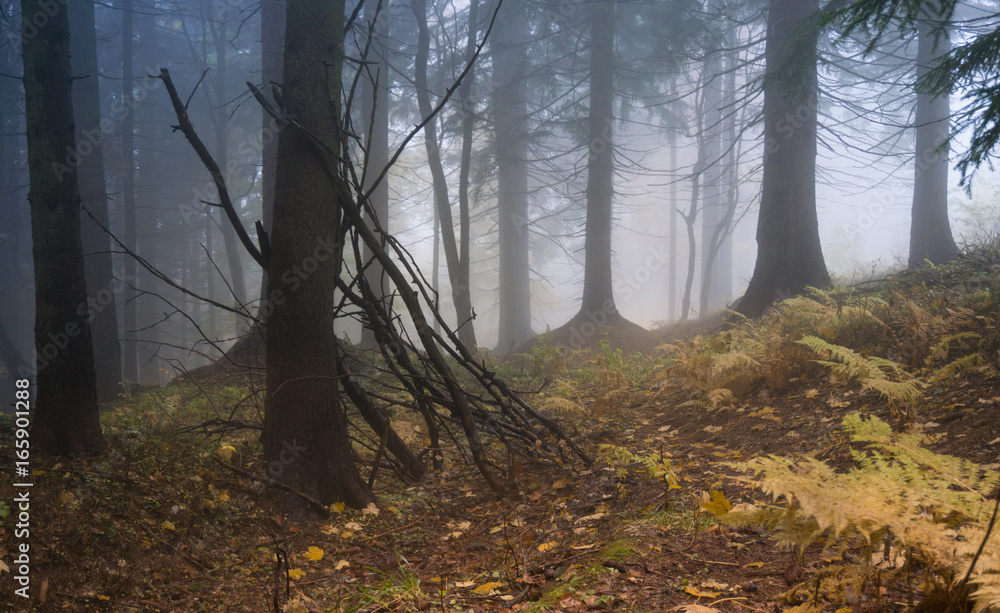 Fototapeta premium Mysterious autumn forest with different color trees and dense fog in Czech Republic, Europe