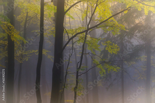 Mysterious autumn forest with different color trees and dense fog in Czech Republic  Europe