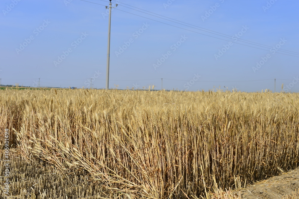 Fototapeta premium wheat