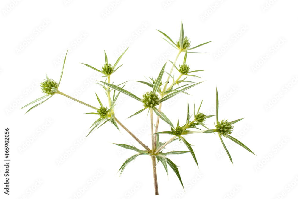 Obraz premium Flower herb thistle on white background