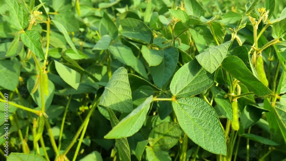 Soybean field with fresh green soya in sun light, Slider. Soybean field with fresh green soya in sun light, Slider.