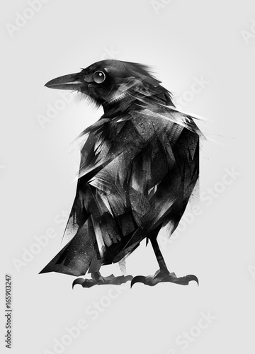 drawn isolated setting bird Blackbird
