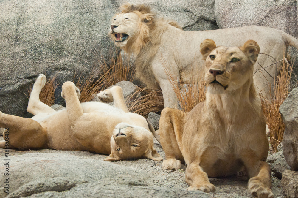 Obraz premium Big lion family