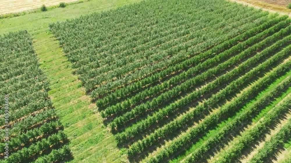 Plantations with orchards, aerial video / Aerial video of plantations with orchards Plantations with orchards, aerial video / Aerial video of plantations with orchards