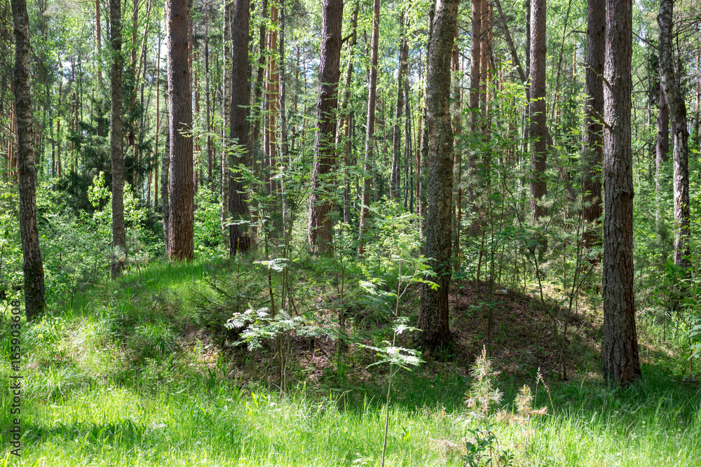 Fototapeta premium Ancient Slavic mounds in the forest 