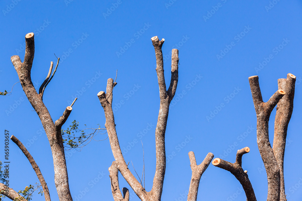 Tree Bare Branches Blue