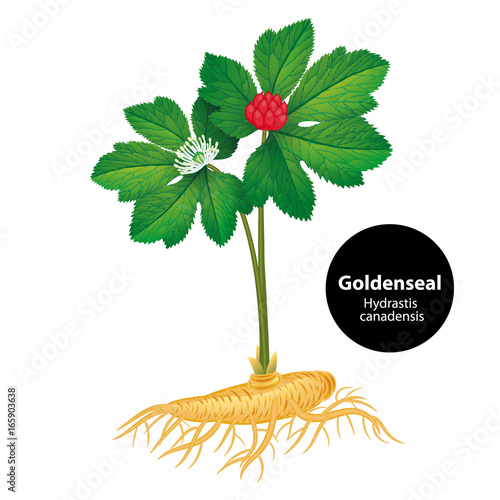 Goldenseal (Hydrastis canadensis) with leaf and flower. Vector illustration.