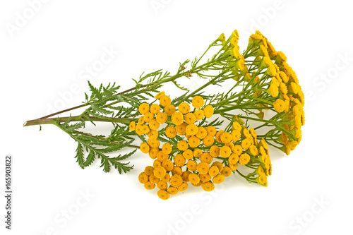 Flower grass tansy on a white background