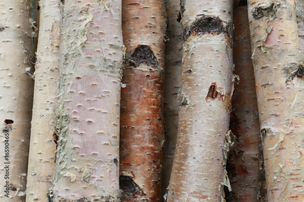 Helle rohe Birkenstämme