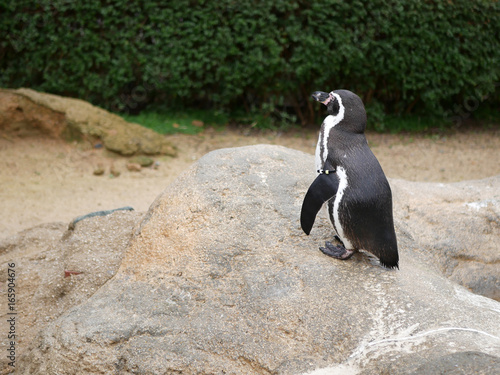 Banded penguin