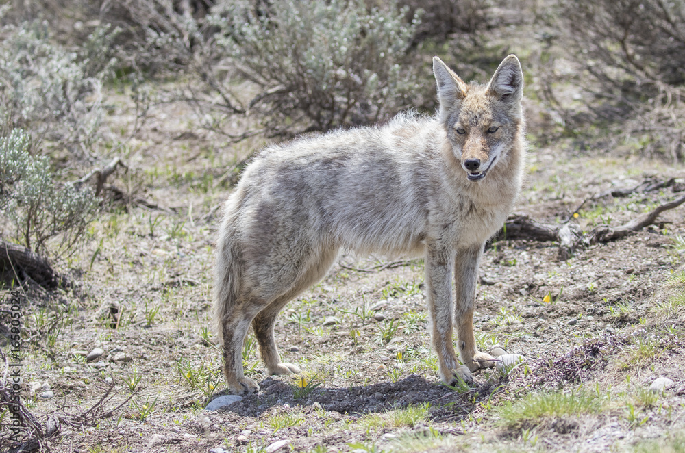 Light colored coyote standing in grass