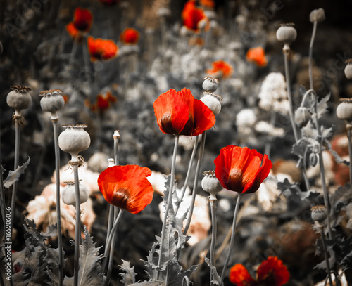 Red poppies on black white vintage background. Toned photo.