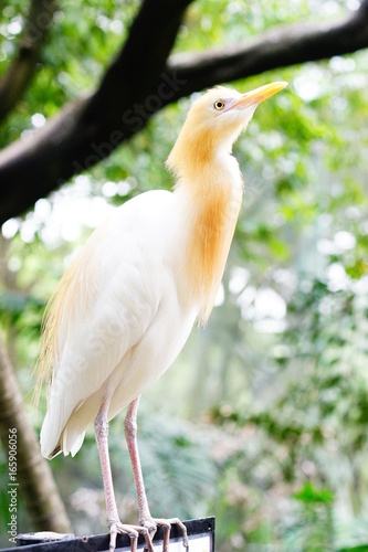 Cattle Egret