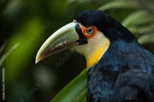 The green-billed toucan (Ramphastos dicolorus), or red-breasted toucan.