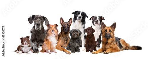 Group of nine dogs in front of a white background