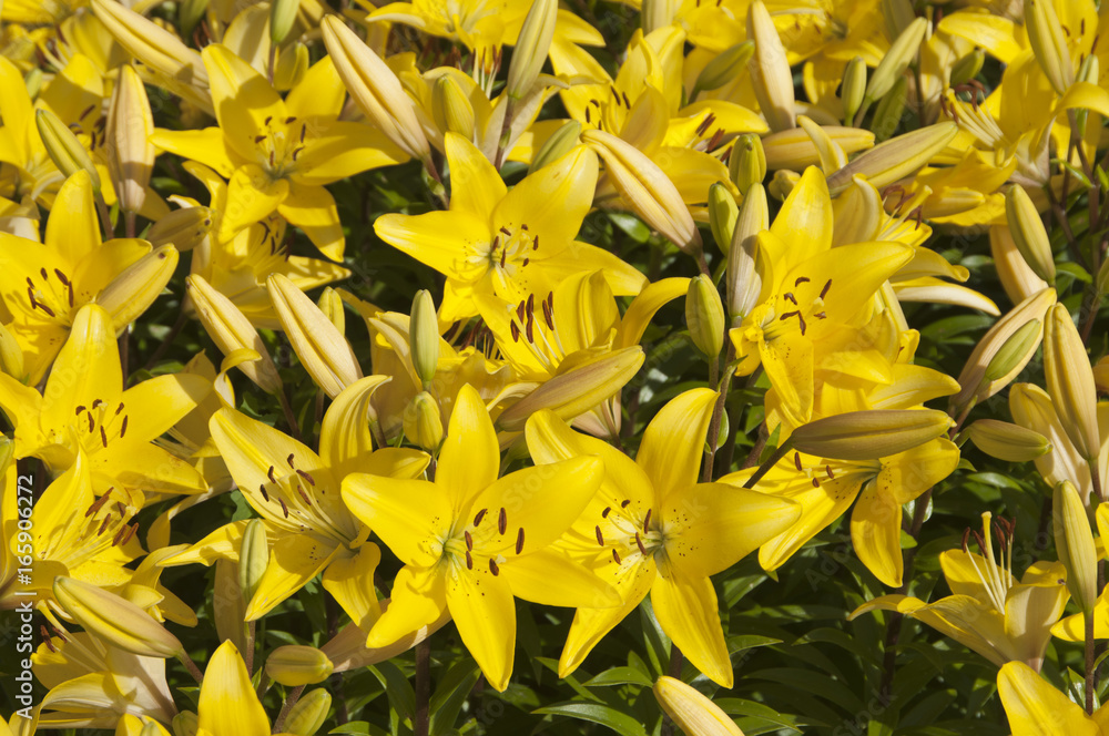 Obraz premium Yellow lily