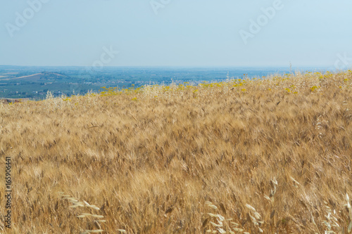 Yellow wheat grain ready for harvest growing in a farm field