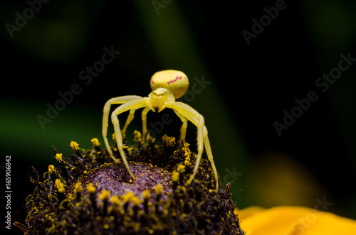 Goldenrod crab spider photo