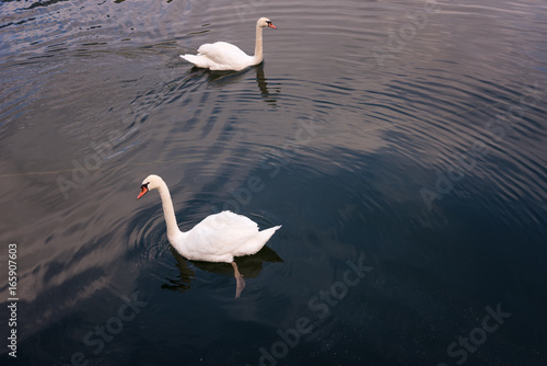 Two swans are swimming on the lake of Hallstatt  Austria.