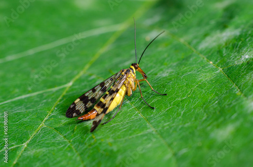 The Common Scorpionfly