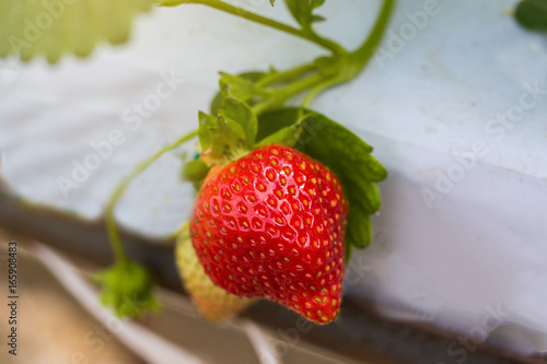 Industrial growth of strawberries,hydroponics strawberry row in plantation,Fresh strawberries grown in greenhouses,Strawberry fields,Inside indoor strawberry farm,Cultivating strawberries