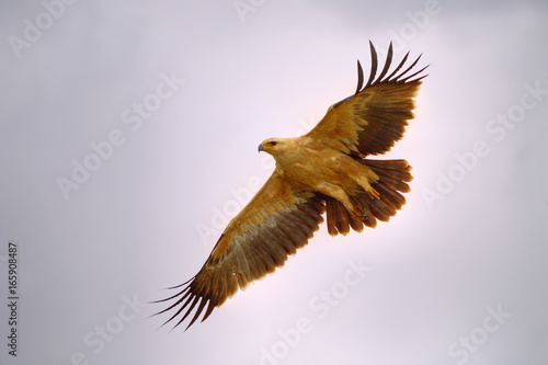 TAWNY EAGLE !Aquila rapax) in flight,Kalahari desert, South Africa