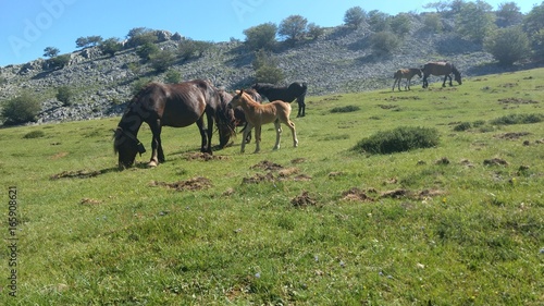 Caballos en libertad en la montaña