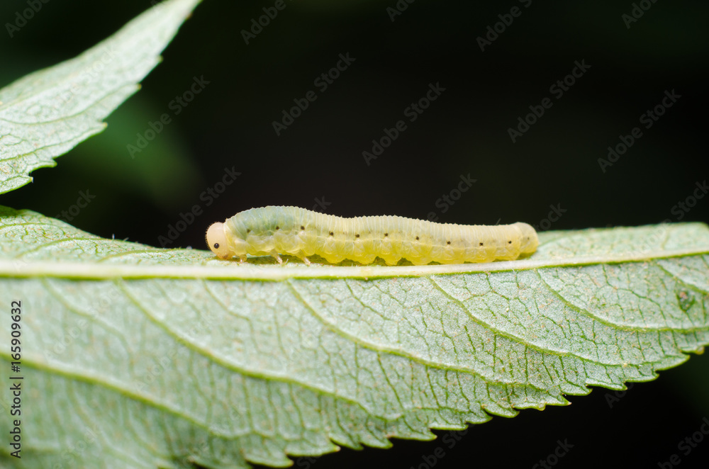 Naklejka premium Caterpillar on a leaf