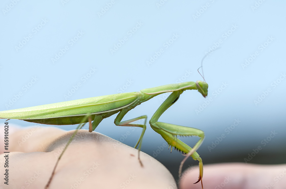 Closeup of a Praying Mantis. Shallow depth of field. Closeup of a Praying Mantis. Shallow depth of field.