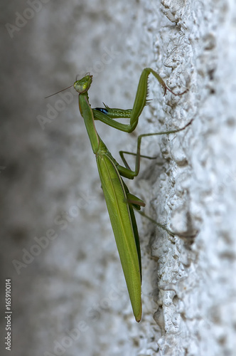 Closeup of a Praying Mantis climbing on a wall. Shallow depth of field.