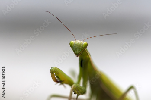 Closeup of a Praying Mantis. Shallow depth of field.