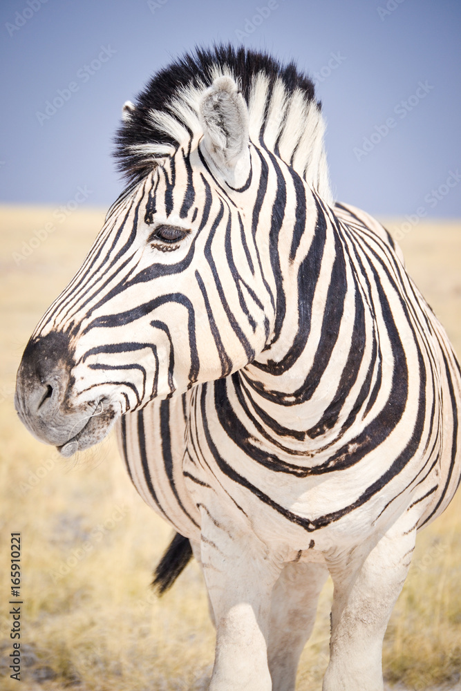 Naklejka premium Zebra