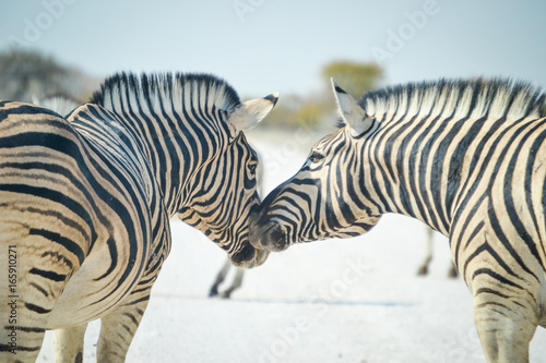 Zebrapaar