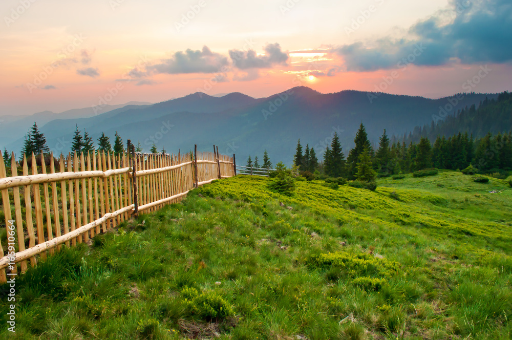 Spruce and pine trees on a lush green slope against mountain tops covered with several clouds at sunset. Warm summer evening. Marmarosh range, Carpathian mountains, Ukraine