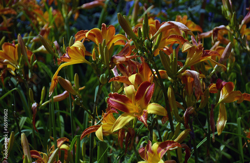 Fototapeta Naklejka Na Ścianę i Meble -  Lilien