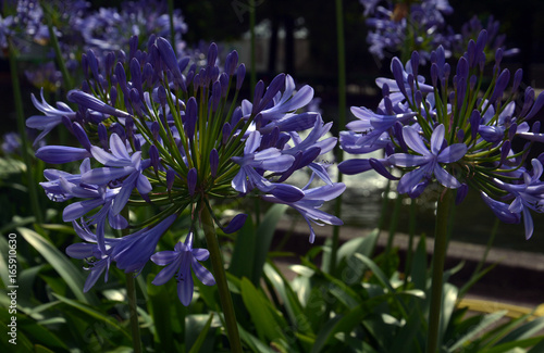 Fototapeta Naklejka Na Ścianę i Meble -  Lilien