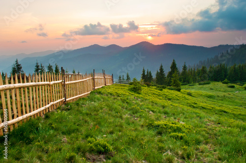 Spruce and pine trees on a lush green slope against mountain tops covered with several clouds at sunset. Warm summer evening. Marmarosh range  Carpathian mountains  Ukraine