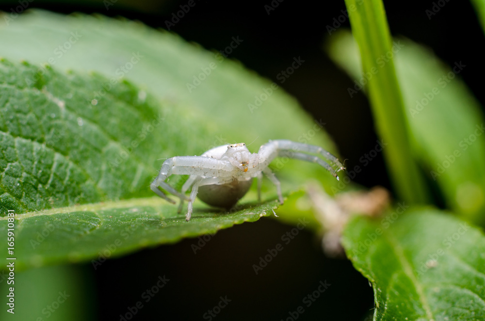 Naklejka premium White crab spider